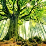 Course: Foundation in The Art of Meditation Course - Intro