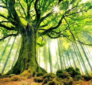 Course: The Art of Meditation Level 1 Foundation Course Monthly